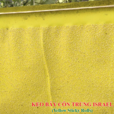 Keo Bẫy Bọ Phấn Trắng Israel Gây Hại Dưa Lưới (cuộn 20 mét) và bẫy các loại côn trùng trong nông nghiệp khác 