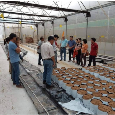 Keo Bẫy Bọ Phấn Trắng Israel Gây Hại Dưa Lưới (cuộn 20 mét) và bẫy các loại côn trùng trong nông nghiệp khác 