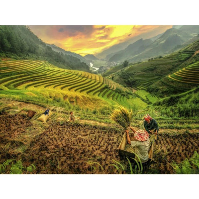 Bộ Tranh Ghép Hình Minh Châu - 60 x 80 cm (1500 Mảnh Ghép) - Ruộng Bậc Thang