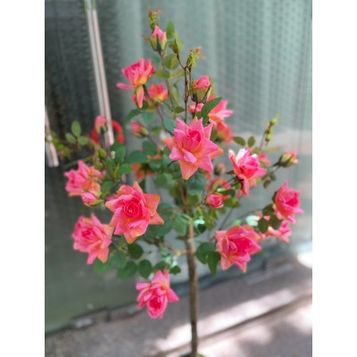 Cây hoa hồng 1,4m giả