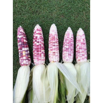 Hạt giống bắp nếp thái hồng nova KNS34 - Gói 1kg