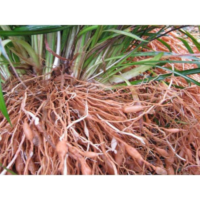 cây mạch môn nam khô túi 1kg