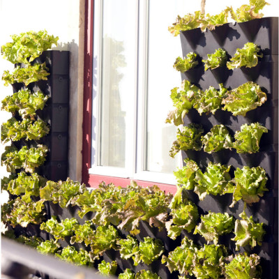 1m2 Khung Trồng Rau Sạch Đứng Ban Công Chung Cư Minigarden Vertical Phong Cách Châu Âu (gồm 8 module và 1 khay hứng nước) Không Kèm Hệ Thống Tưới Nhỏ Giọt và năng suất rau sạch đạt gấp 3 lần bình thường