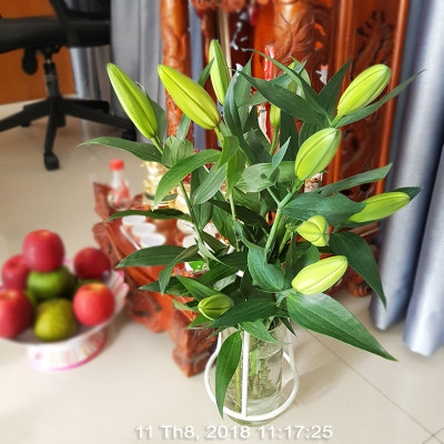 BỘT DƯỠNG HOA LONGLIFE SG CỦA ISRAEL (COMBO 5 KG) BÍ QUYẾT GIỮ HOA TƯƠI LÂU GẤP 2 LẦN DÀNH SHOP HOA BẢO QUẢN HOA CẮM BÌNH, HOA CẮM XỐP TƯƠI LÂU VÀ KHÔNG THAY HOA ĐỊNH KỲ THÁNG