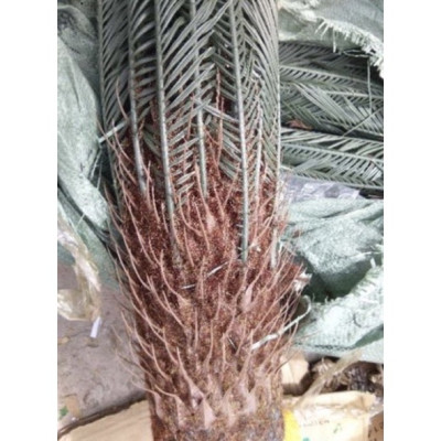 Cây vạn tuế giả - Size từ 90cm đến 110cm - Cây giả, hoa lụa Decor trang trí nhà cửa