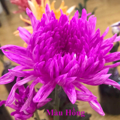 Nước Nhuộm Hoa Tươi Màu Hồng (Set 2 Chai) theo công nghệ Israel Color Sodium For Fresh Flowers giúp nhuộm đổi màu hoa cắt cành thành màu hồng đậm Pink