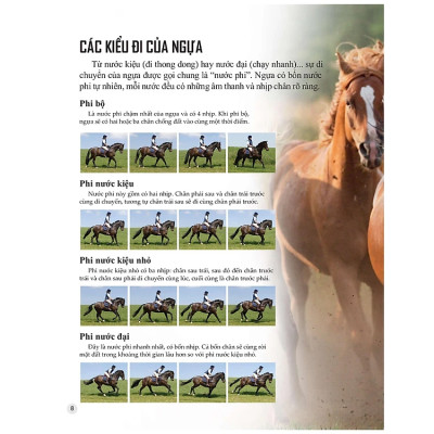 Bách Khoa Tri Thức Về Khám Phá Thế Giới Cho Trẻ Em - Horses And Ponies - Loài Ngựa