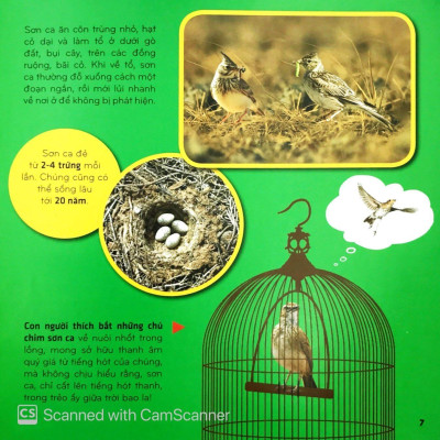 Sách - Bí Ẩn Thế Giới Loài Vật - Chim (Tái Bản 2025)