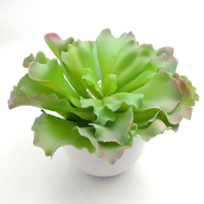 Hoa Vạn Niên Thanh 71607 - Mẫu 4