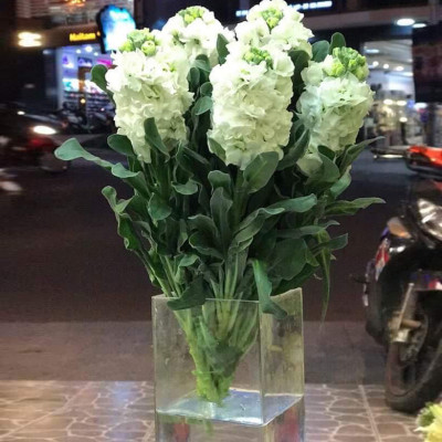 Bột Cắm Hoa Tươi Lâu Longlife Của Israel (Bộ 10 hộp – 100 gói)