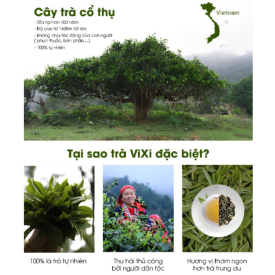 Trà vàng cổ thụ ViXi trà shan tuyết lá rời 1 búp 2 lá hộp 100gr