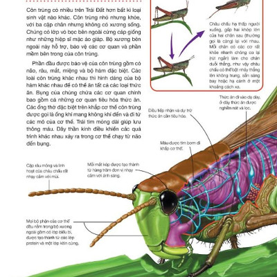 Hành Trình Khám Phá - Côn Trùng - Bìa Cứng