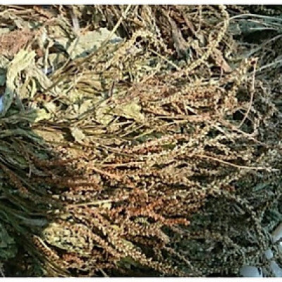 cây mã đề phơi khô túi 1kg