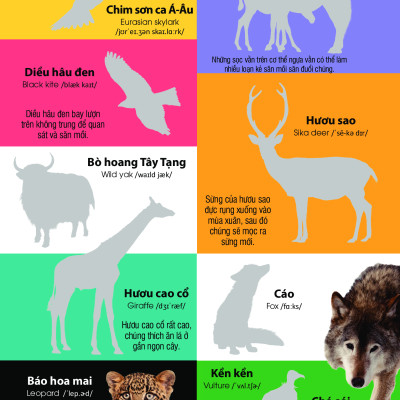 	Dán Hình Nhận Biết Động Vật - Động Vật Hoang Dã (Song Ngữ Việt-Anh) _DTI