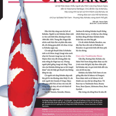 Cá Koi Vietnam - Combo 3 cuốn (Tập 1, 2, 3)