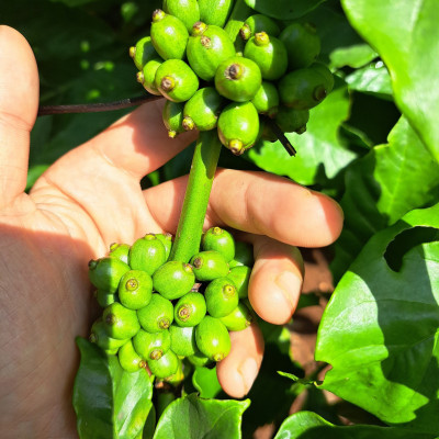 Túi Cà Phê Impact Fine Robusta Dak Lak 500g