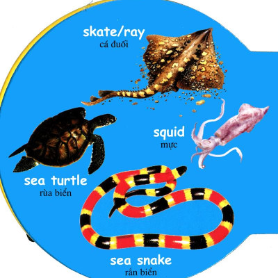 Từ Điển Anh - Việt Bằng Hình: Sea Animals - Động Vật Biển
