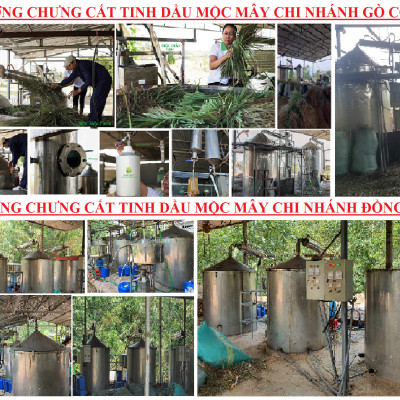 Tinh dầu Dứa (thơm, khớm) 50ml Mộc Mây - tinh dầu thiên nhiên nguyên chất 100% - chất lượng và mùi hương vượt trội - Có kiểm định - Mùi nhiệt đới, mát, ngọt ngào, sản khoái...mùi của tuổi trẻ và sự thư giản