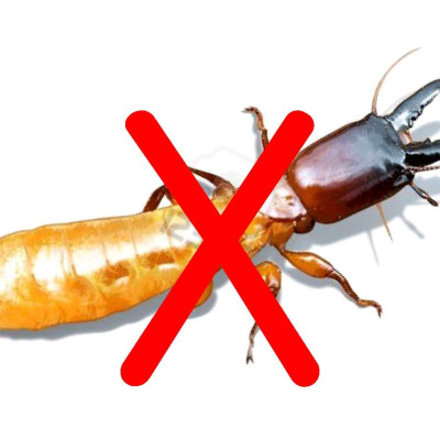 Thuốc diệt mối dạng nước có đầu xịt tiện dụng