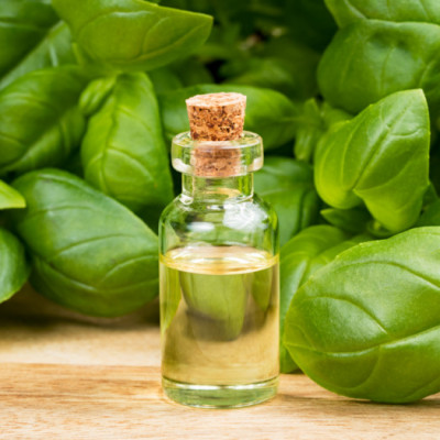 Tinh dầu Húng Quế 50ml nguyên chất từ thiên nhiên, xông phòng, khử mùi, thơm phòng, đuổi muỗi - KingOil