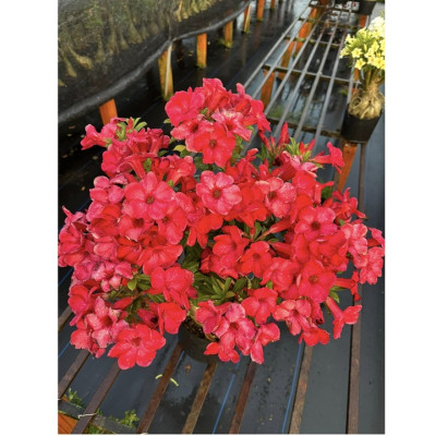 Hạt giống hoa sứ đỏ Taiwan nhiều hoa - Bịch 10 hạt – Mã số 2086