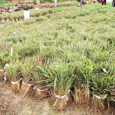 Tinh dầu Sả Java nguyên chất từ thiên nhiên, xông phòng, khử mùi, thơm phòng, đuổi muỗi - KingOil