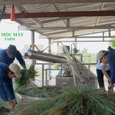 Tinh dầu Sả Java 50ml Mộc Mây - tinh dầu thiên nhiên nguyên chất 100% - chất lượng và mùi hương vượt trội