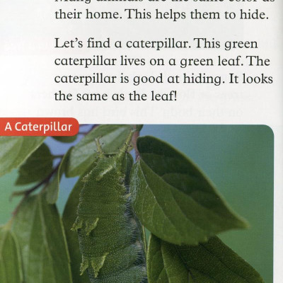 Oxford Read and Discover: Level 2: Camouflage