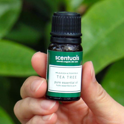 Tinh dầu tràm trà - Pure essential oil 10 ml - TEA TREE