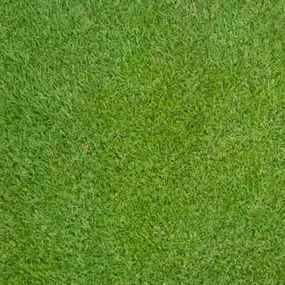 Hạt giống Cỏ Trồng Thảm Bermuda VTS180