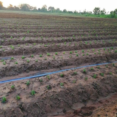 Tinh dầu Bạc hà hữu cơ Mộc Mây chai 500ml và 1Lít - tinh dầu nguyên chất từ thiên nhiên - chất lượng và mùi hương vượt trội