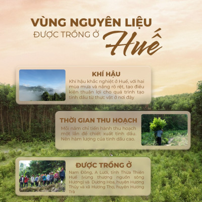 Tinh dầu Tràm 5 gân Làng Hạ 10ml (Chai bi lăn) - Tinh dầu chất lượng cao (với nguồn giống từ Úc), Giảm triệu chứng nghẹt mũi, muỗi đốt. 