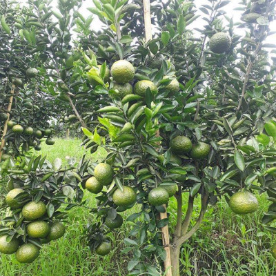 Tinh dầu Cam ngọt 100ml Mộc Mây - tinh dầu thiên nhiên nguyên chất 100% - chất lượng và mùi hương vượt trội