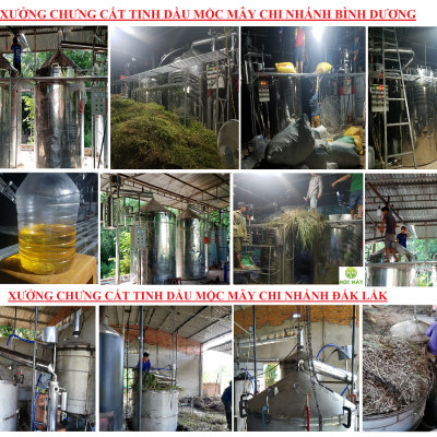 Tinh dầu Gừng 50ml nguyên chất từ thiên nhiên - Mộc Mây