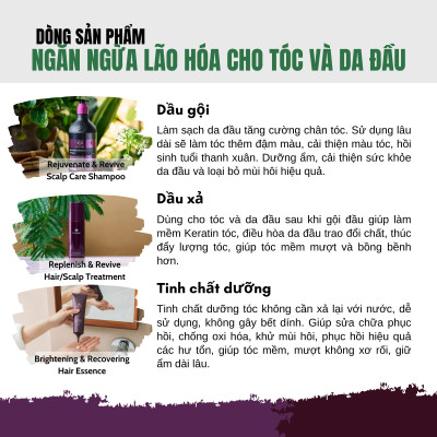 Combo Dầu Gội Xả Dr