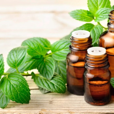 Tinh dầu Bạc Hà nguyên chất từ thiên nhiên, Thơm Phòng, Khử Mùi, Kháng Khuẩn, Đuổi Muỗi, Đuổi Chuột - KingOil