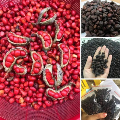 Hạt dổi nếp - Rừng tây bắc (100gr)