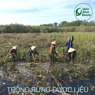 Tinh dầu Tràm Gió Melakim Mộc Hoa Tràm, Tinh dầu thiên nhiên, Nguyên chất 100%