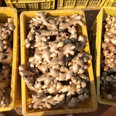 Tinh dầu Gừng 100ml nguyên chất từ thiên nhiên - Mộc Mây