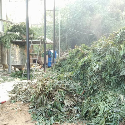 Tinh dầu Khuynh Diệp (bạch đàn) 10ml nguyên chất từ thiên nhiên - Mộc Mây