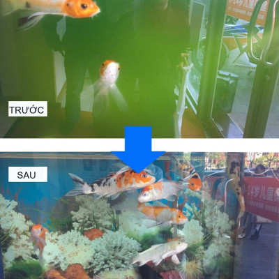 Đèn UV Sterilization King 60W (68cm) Bóng Kép Diệt Tảo Khuẩn Hồ Cá, Nước Thải, Sinh Hoạt