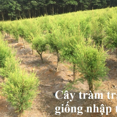 Tinh dầu Tràm Trà 10ml Mộc Mây - tinh dầu nguyên chất 100% từ thiên nhiên - chất lượng và mùi hương vượt trội