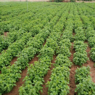 Tinh dầu Bạc hà hữu cơ Mộc Mây chai 500ml và 1Lít - tinh dầu nguyên chất từ thiên nhiên - chất lượng và mùi hương vượt trội