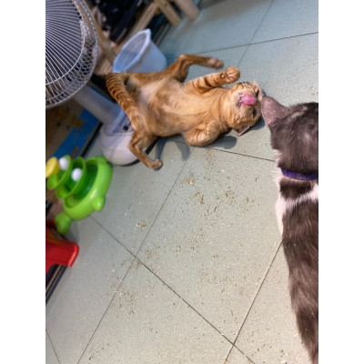 CỎ CATNIP GIÚP GIẢM STRESS CHO MÈO HŨ 30G