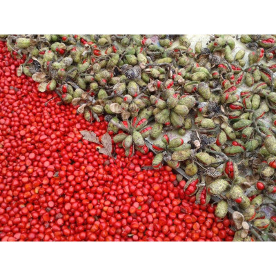 Hạt dổi nếp - Rừng tây bắc (100gr)