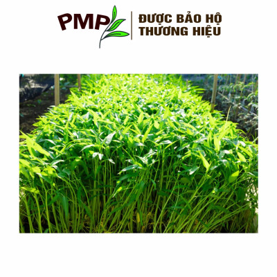 Hạt Giống Rau Muống Lá Tre PMP 10g