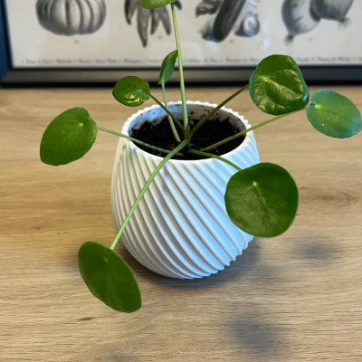 Lọ hoa nhựa xoắn ốc đa dạng kích thước - 10cm x 10cm x 8.5cm