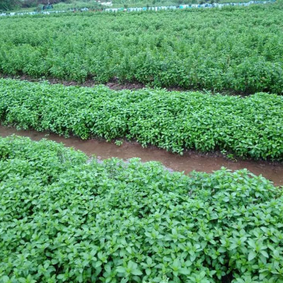 Tinh dầu Bạc hà hữu cơ Mộc Mây chai 500ml và 1Lít - tinh dầu nguyên chất từ thiên nhiên - chất lượng và mùi hương vượt trội