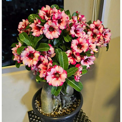 Hạt giống hoa sứ kép Thái Lan - Bịch 10 hạt – Mã số 1951