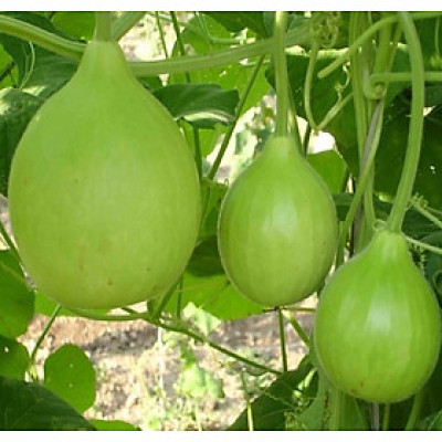 Hạt giống Bầu quả tròn -  bầu Baby F1 giống ngắn ngày kháng bệnh VTP01